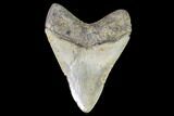 Fossil Megalodon Tooth - North Carolina #92433-2